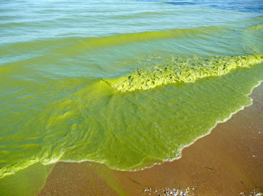 Tech being used to prevent harmful algal blooms in Midwest