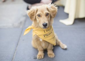 Pennsylvania dog treat startup links with PAWS Chicago to donate treats to homeless animals